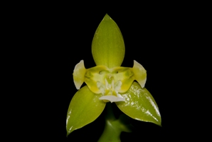 Phalaenopsis cornu-cervi Bell Orchidea HCC/AOS 79 pts.